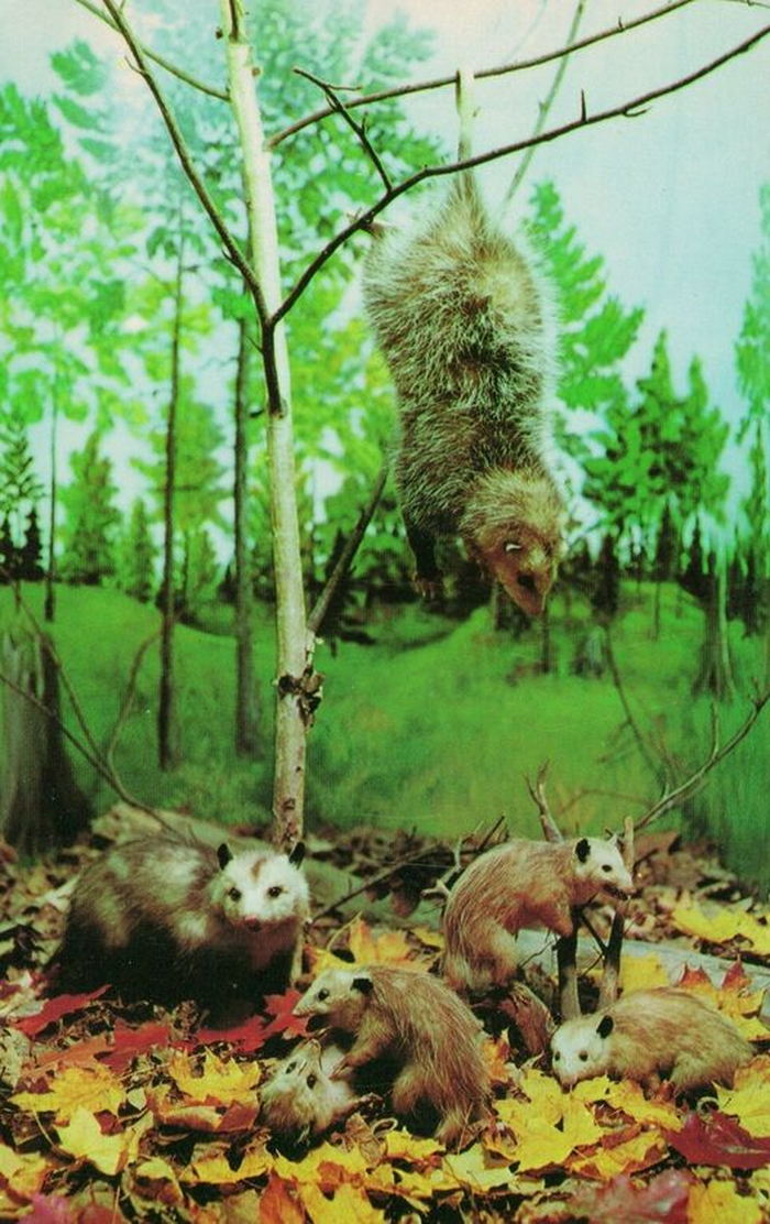 Underground Forest - Vintage Postcard